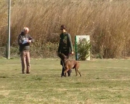 Concours RCI 1 Desgayls Obéissance