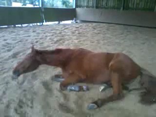 22/02/2011 Ugna.. la vie est dure