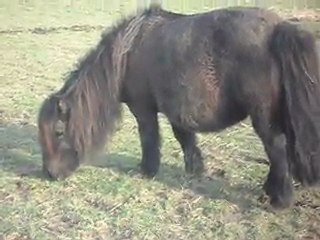 PONETTE SHETLAND pleine 23 02 2011.
