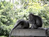 Monkeys of Ubud, Bali, Indonesia (1 of 8)