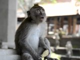 Monkeys of Ubud, Bali, Indonesia (3 of 8)