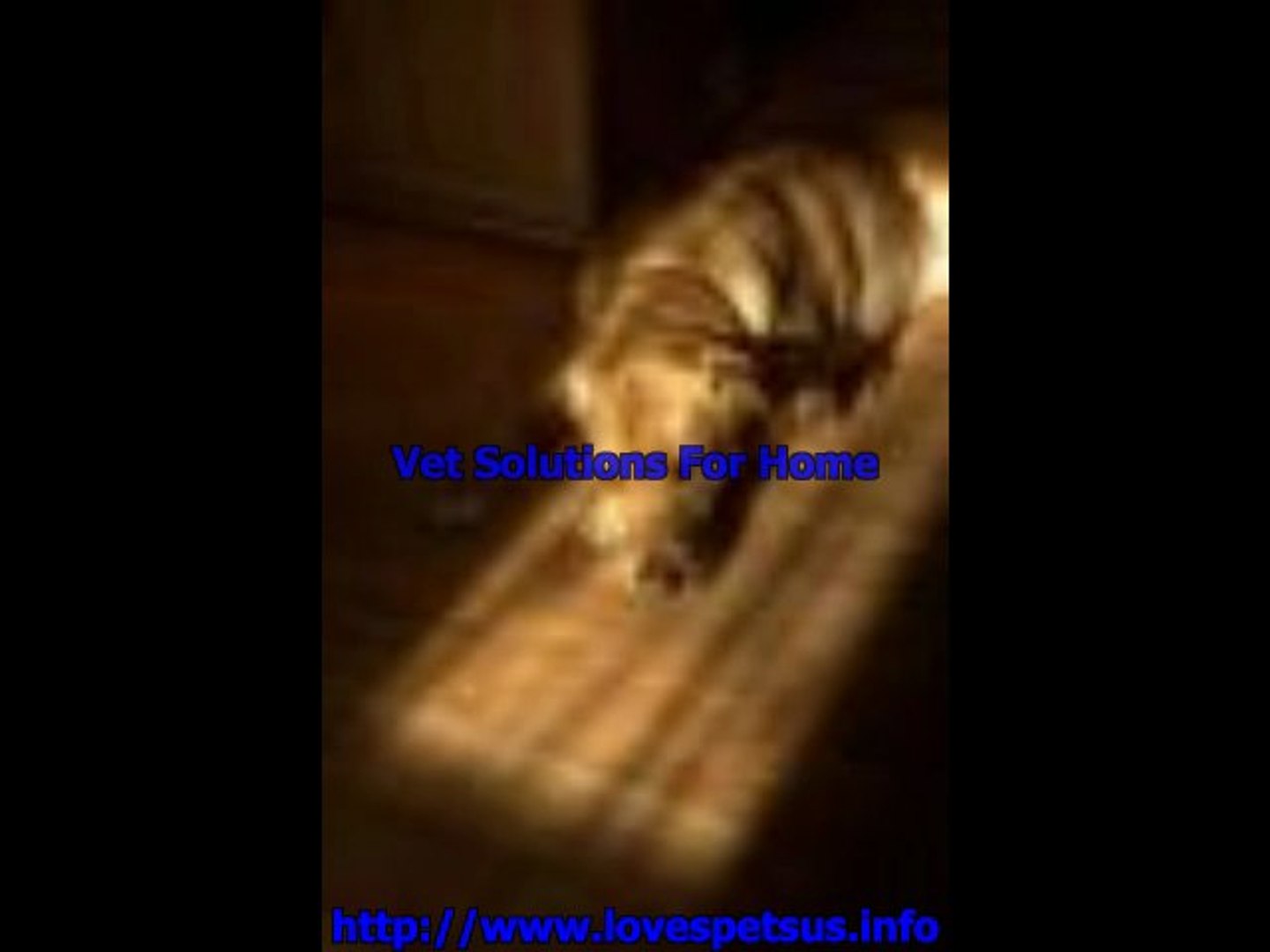 ⁣Love Pets
