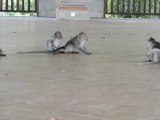 Monkeys of Ubud, Bali, Indonesia (4 of 8)