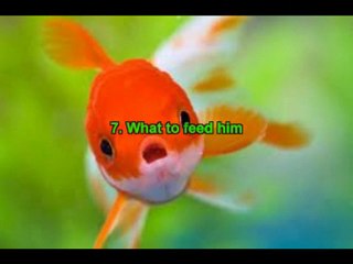 Goldfish Information