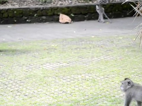 Monkeys of Ubud, Bali, Indonesia (8 of 8)