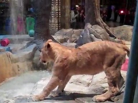 MGM Grand Hotel Casino Lions Las Vegas