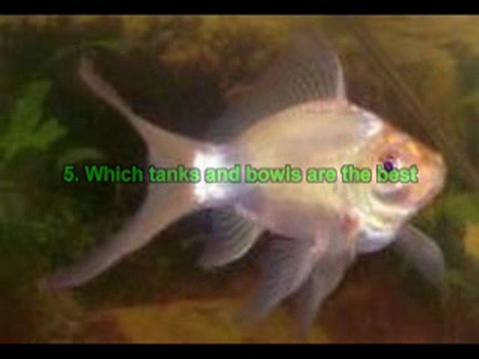 goldfish comet
