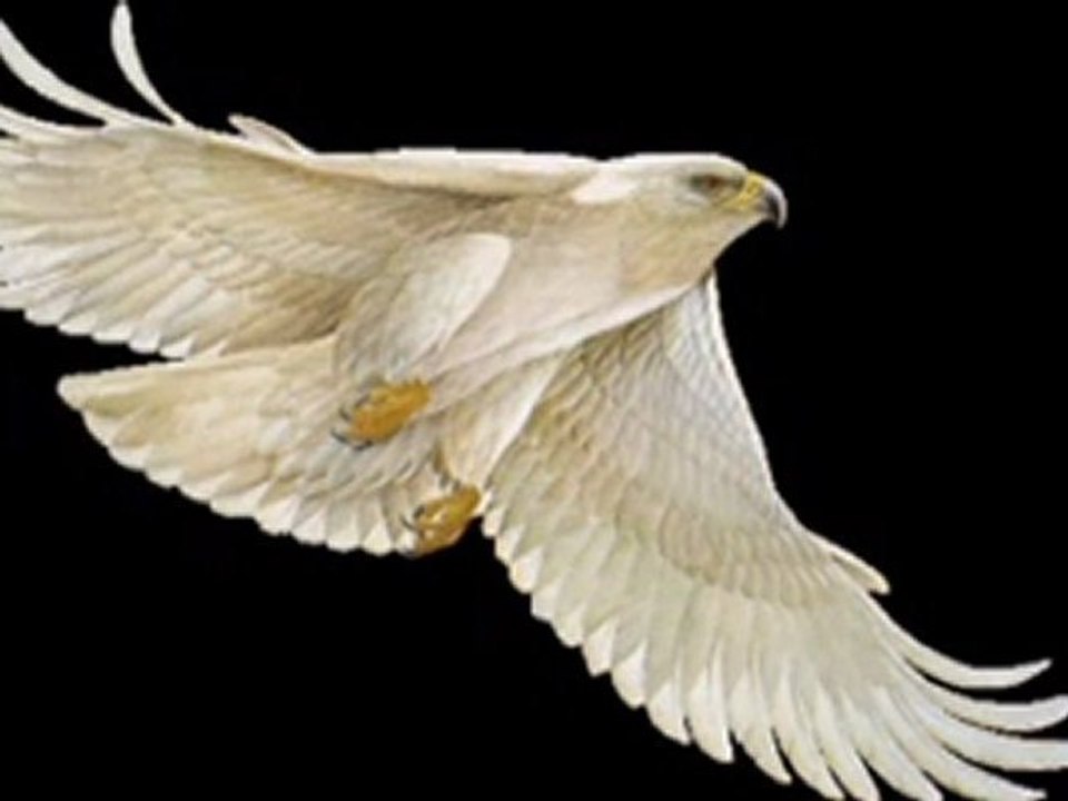 Cennet Kuşları - Birds Of Heaven - öykü gülen güven