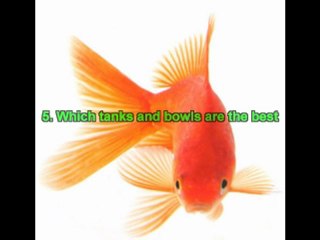 Breeding Goldfish