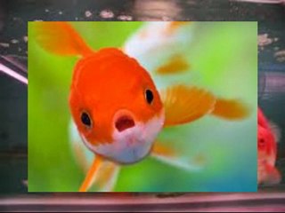 blackmoor goldfish