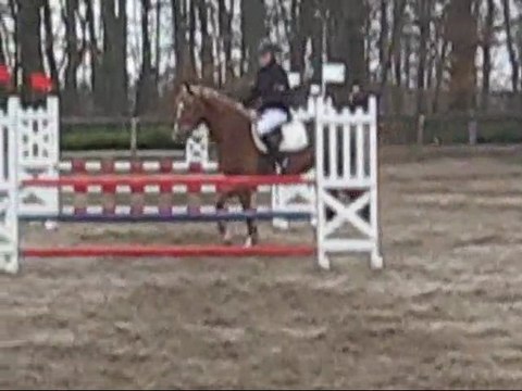 TYSON DE LA PLAGNE, AACR ALEZAN CRINS LAVES 4 ANS EN CSO