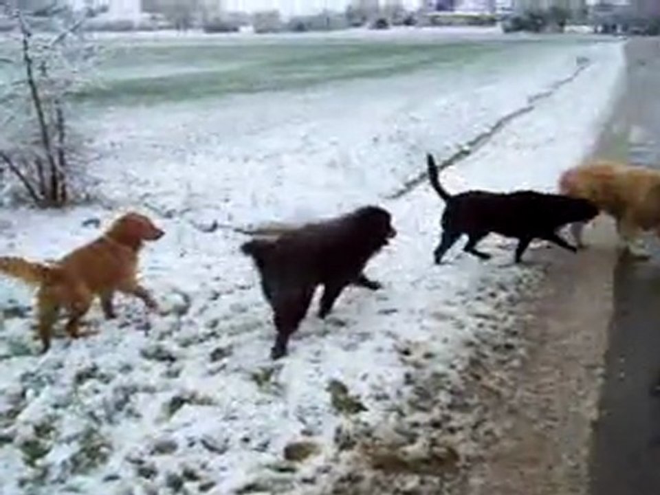 Tara et les copains dans la neige