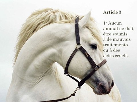 Déclaration Universelle des Droits de l'Animal + Pétition