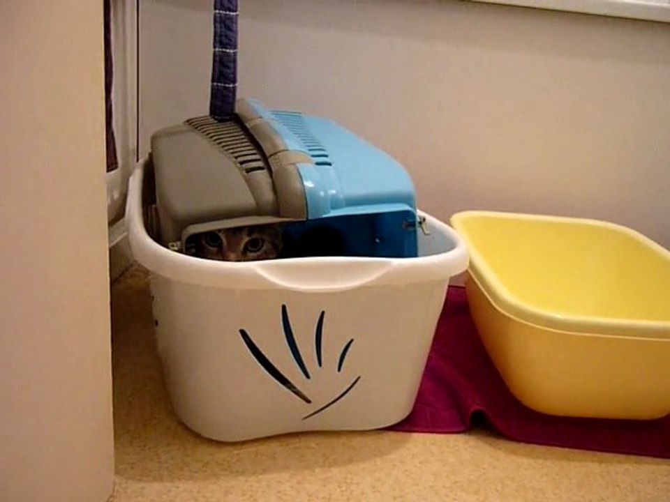 Chat qui sort de sa boite cat in a bottle