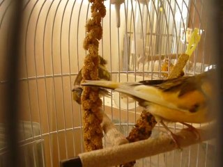 bébé canaris 1 ans apres