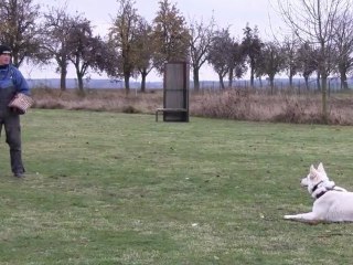 Ayla Shengul Nubika-training of defence/WHITE SWISS SHEPHERD