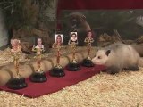 Heidi the Possum Picks the Winners - Best Actress