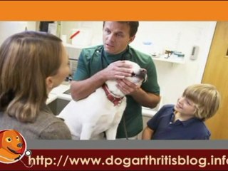 Electrostimulated Acupuncture to Treat Dog Arthritis