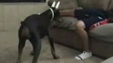 Dog-bites-crotch