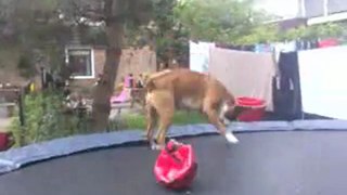 Dogs on a trampoline