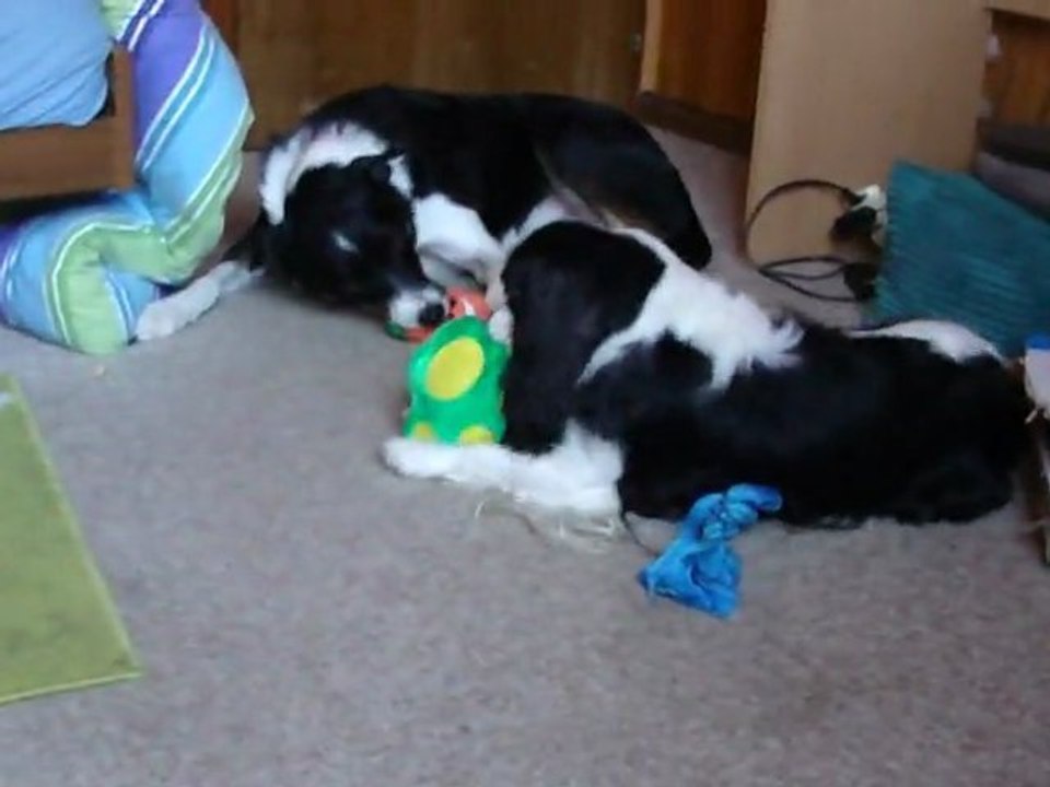 mes chien et leur jouets du swap