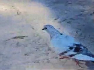 A Clean Kitchen Is A Happy Kitchen: Pigeon Song