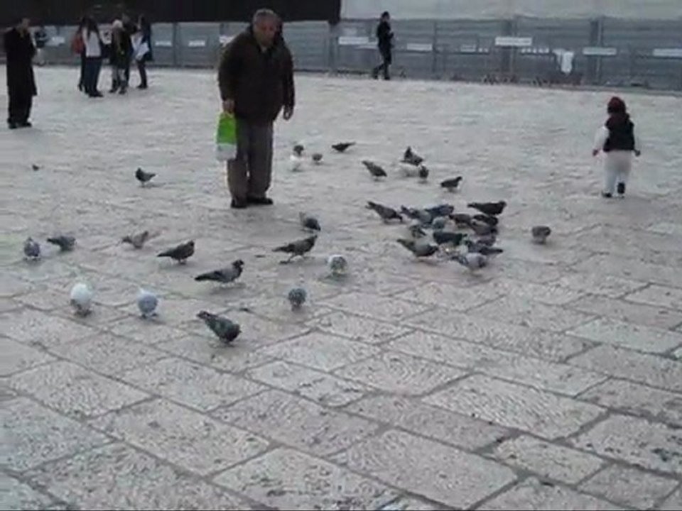 Pigeons
