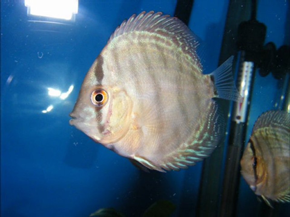 hakan yüksel discus