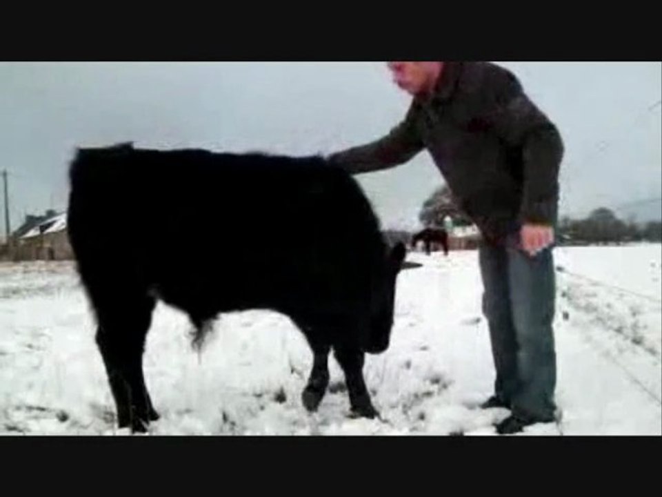 CORRIDA : COMPASSION ET MORBIDE PASSION