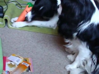 mes chien et leur jouets du swap 1