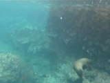 Snorkelling in the Galapagos