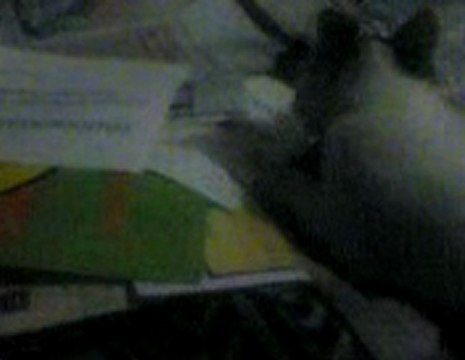 Cat dancing, cool, or maybe choke?