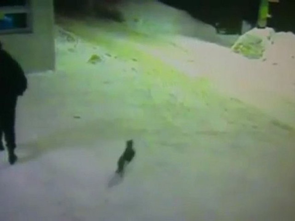 Cat Wants to Know Where His Buddies Went