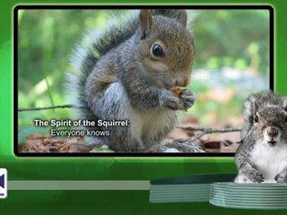 Talking squirrel