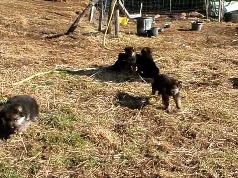 Chiots berger allemand LOF du 24/02/2011