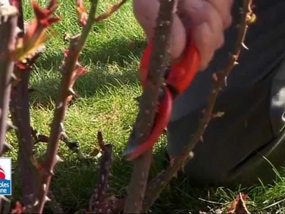 L'art de tailler les rosiers