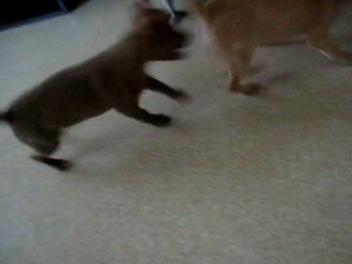 chihuahua 12 semaines