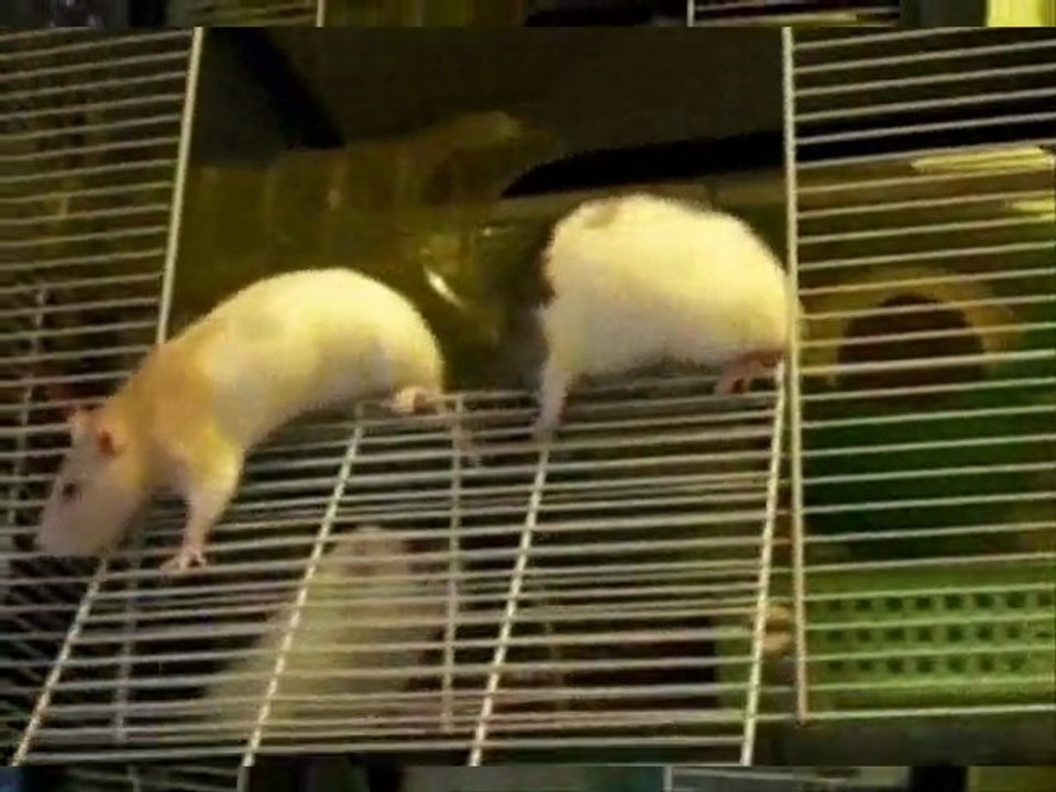 Mes ratounes