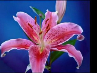 Ahmet Mekki Efendi (r.a)-Peki Diyen Kazanır