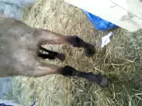 pas espagnol spirit ses debuts