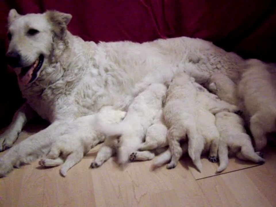 Berger blanc suisse 2011