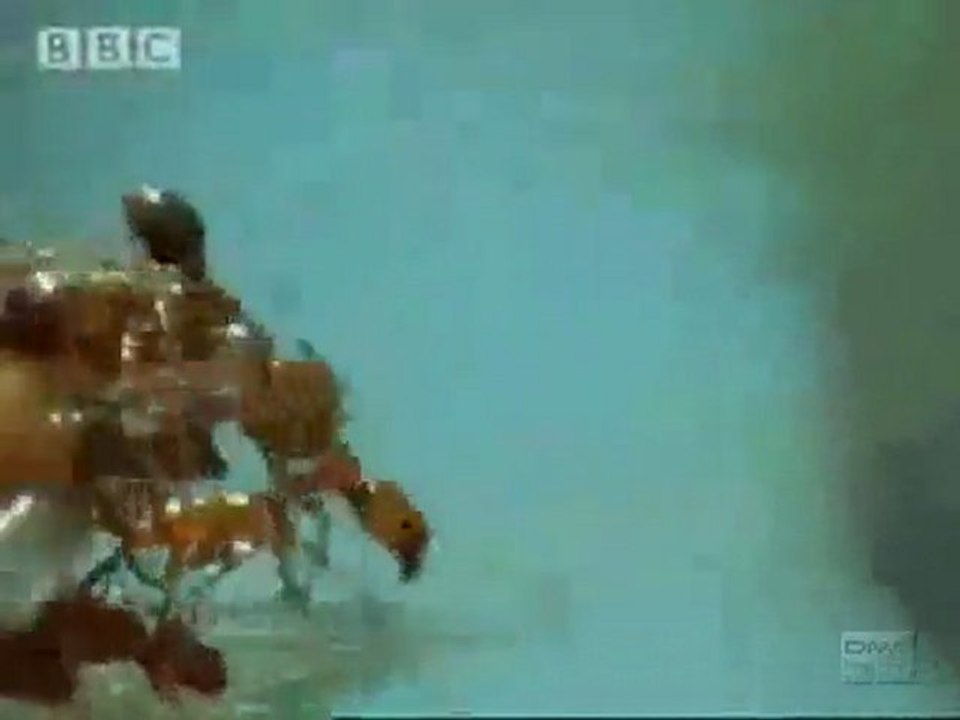 Karıncalar Nehri Nasıl Geçer