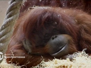 Nénette de Nicolas Philibert (bande-annonce)