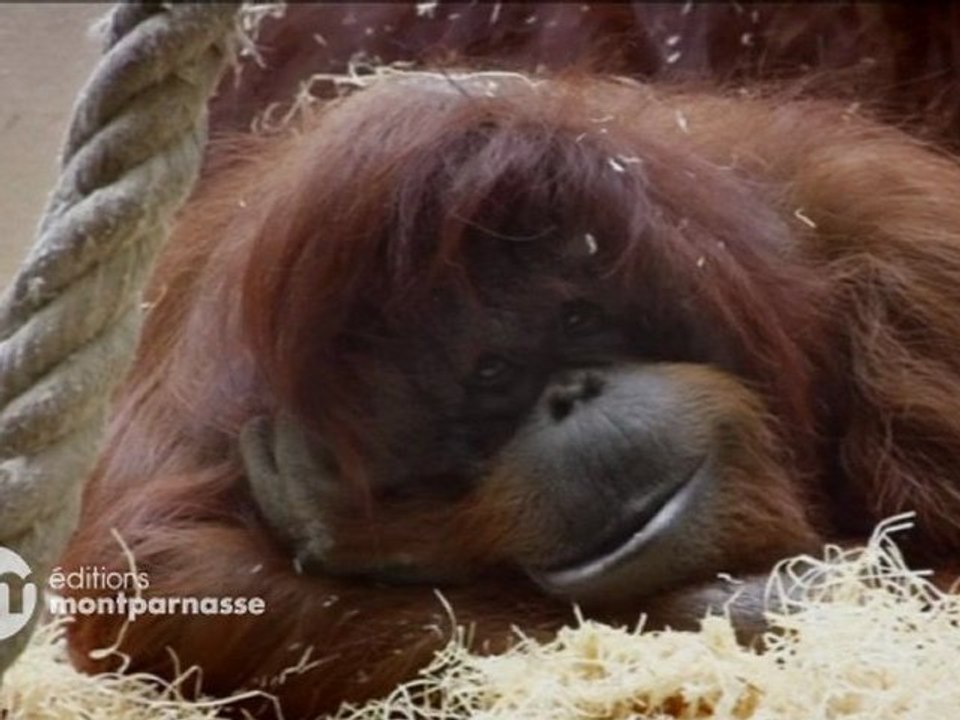 Nénette de Nicolas Philibert (bande-annonce)