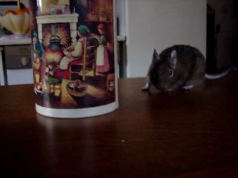 3847 Muesli vadrouille sur la table