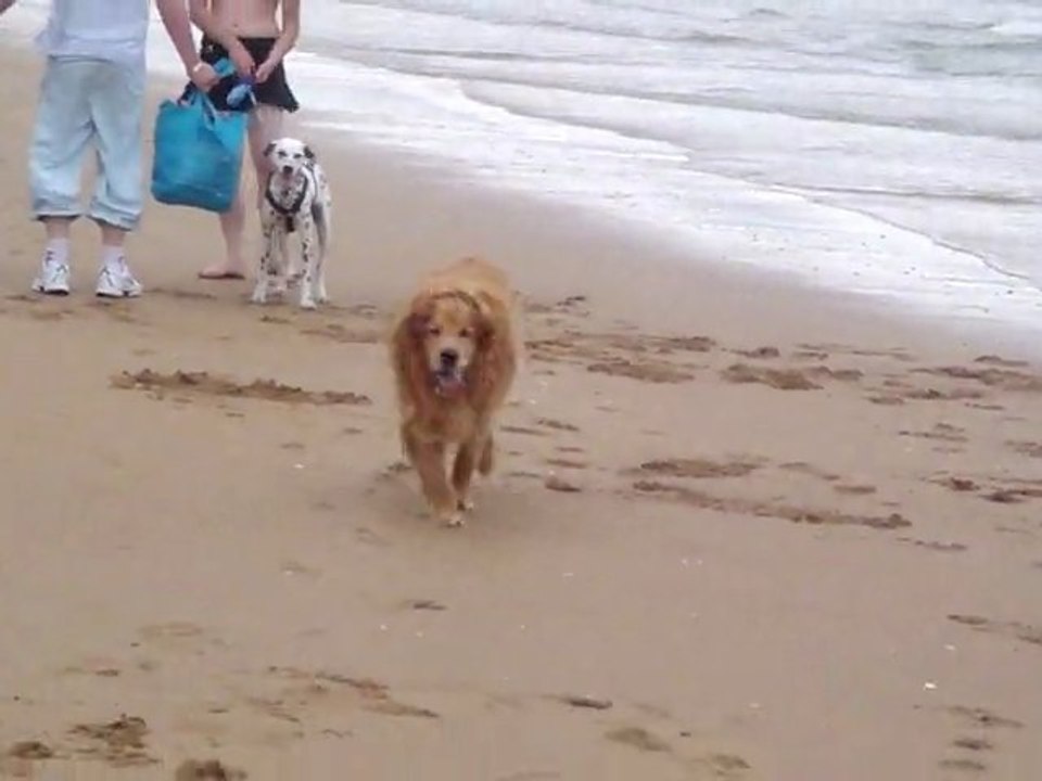 viens voir maman mon chien - vlan!