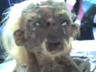 İnsan Başlı Yılan Şahmeran Gerçekmiydi?