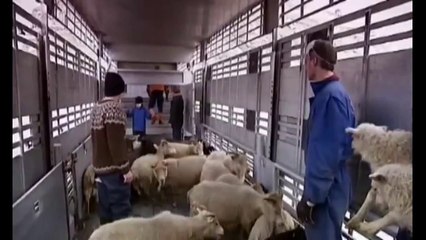 Islanda - Un tornado ai piedi del vulcano Eyjafjallajökull, trasferite le pecore