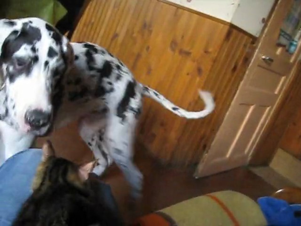 Oh le petit chat....