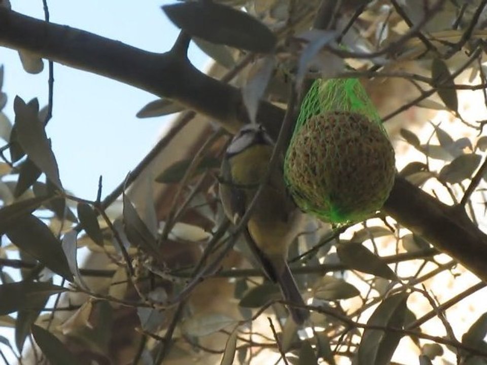 Mésange charbonnière 2011